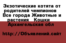  Экзотические котята от родителей чемпионов - Все города Животные и растения » Кошки   . Архангельская обл.